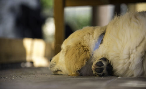Close-up of puppy sleeping on floor