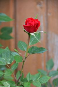 Close-up of red rose blooming outdoors