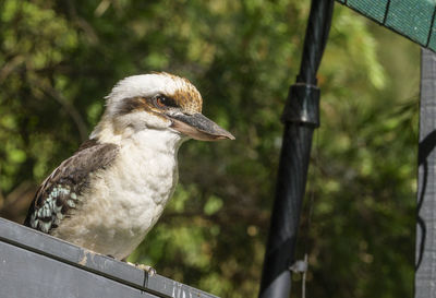 Close-up of bird perching on railing