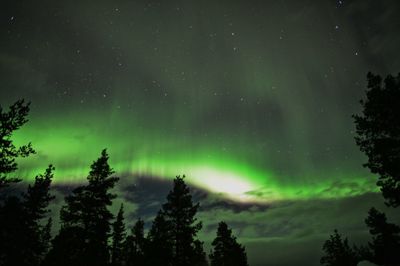 Trees in forest against sky at night