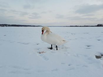 White birds on snow covered landscape against sky