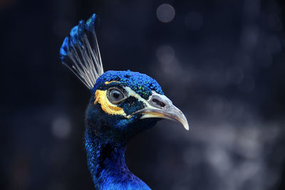 Close-up of a peacock