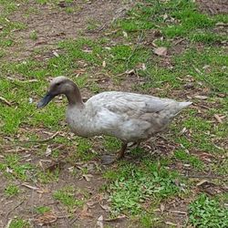 Duck on field