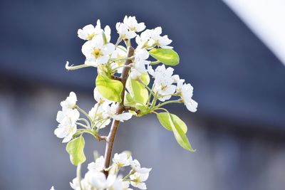 Close-up of white flowering plant