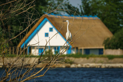 Plant by house on river against buildings