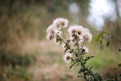 Close-up of white flowering plant