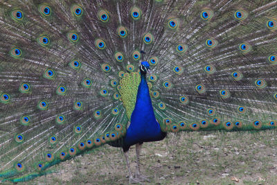 peacock