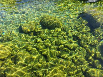 High angle view of fish in sea