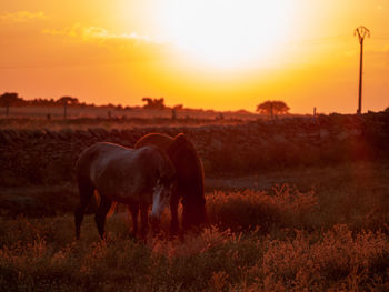 Horses in a field