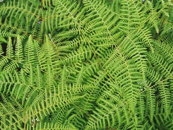 Full frame shot of palm tree leaves