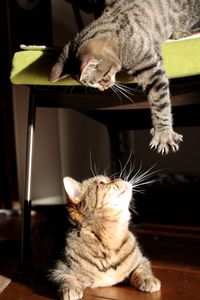 Close-up of cat sitting on table at home