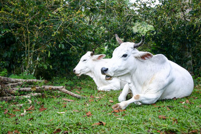 Dog standing on grassy field