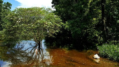 Reflection of trees in water