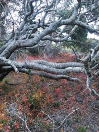 Close-up of bare tree in forest