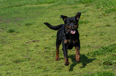 Portrait of rottweiler running on grassy field