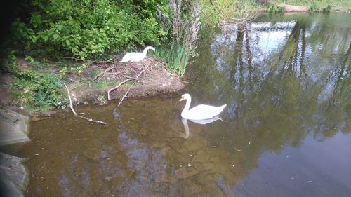 High angle view of swan swimming on lake