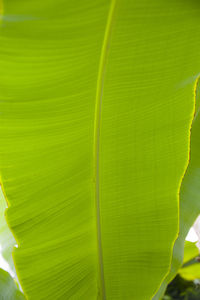 Full frame shot of green leaf