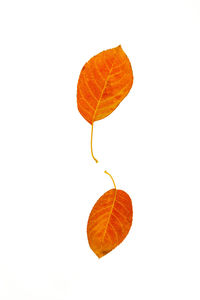 Close-up of orange leaves against white background