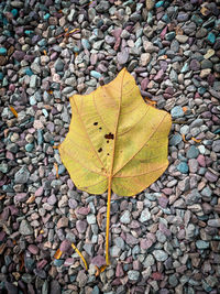 High angle view of yellow maple leaf on stone