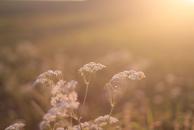 Close-up of flowers against blurred background