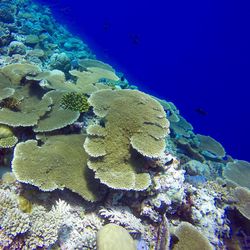 Close-up of coral in sea