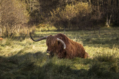 Lion in a field