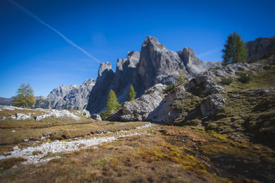 Larch with dolomite cima una peak background, south tyrol, italy