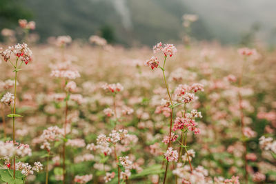 Close-up of pink flowering plants on field