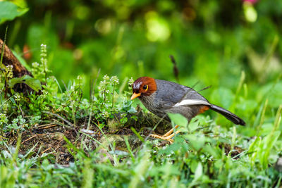 Close-up of a bird perching on a field