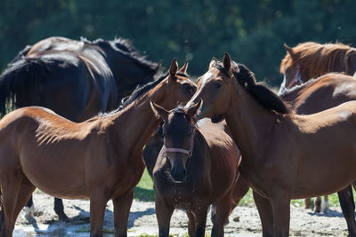 Horses standing outdoors