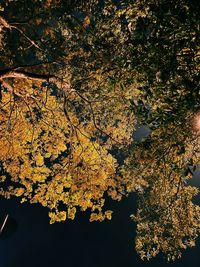 Low angle view of yellow flowers on tree during autumn