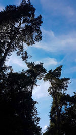 Low angle view of trees against sky