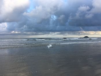 Seagulls on beach