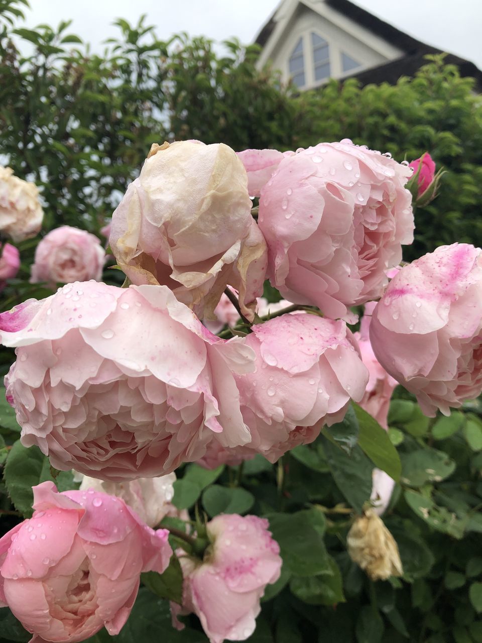 CLOSE-UP OF PINK ROSE