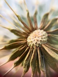 Close-up of flower against sky