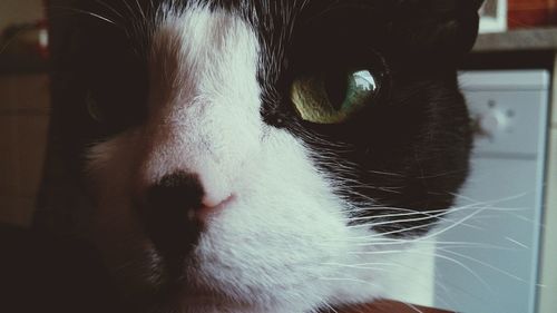 Close-up portrait of cat