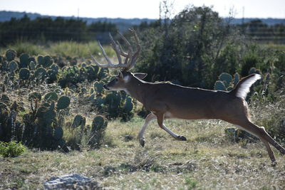 Side view of deer on field