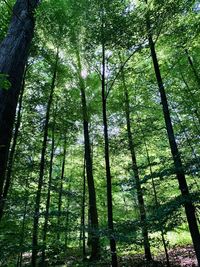 Low angle view of bamboo trees in forest