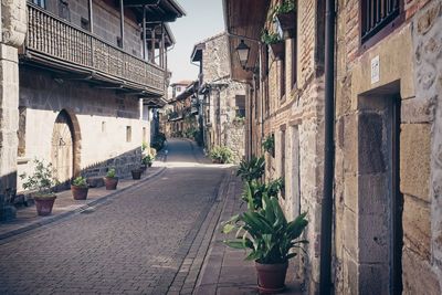 Potted plants on street amidst buildings