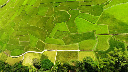 Full frame shot of green farm