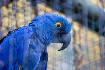 Close-up of parrot