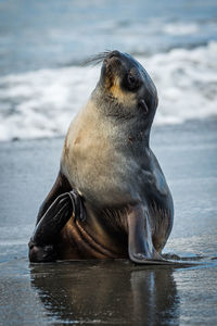 Sea lion relaxing on beach