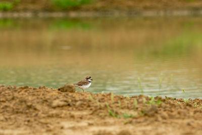 Side view of a bird on water