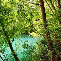 Trees in forest