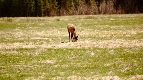 Horse grazing on field