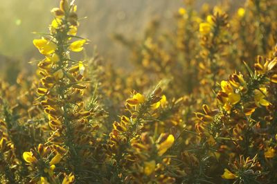 Close-up of yellow flowers during sunrise