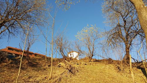 Bare trees on field against clear sky