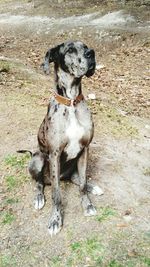 Dog standing on grassy field