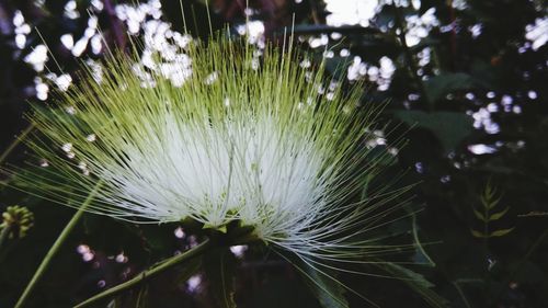 Close-up of white flowering plant