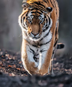 Close-up of tiger